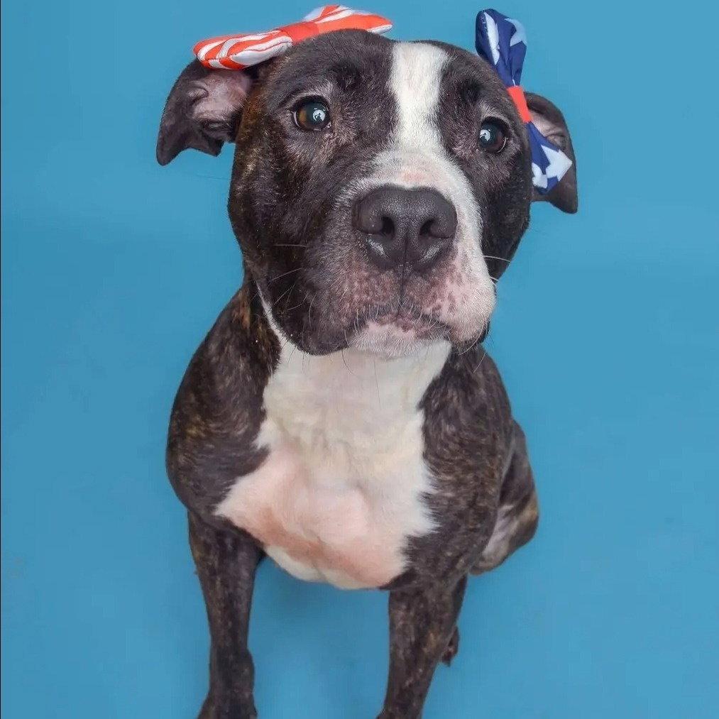 Enlarge Princess, a Adoptable mixed breed in Baltimore, MD image 3/3
