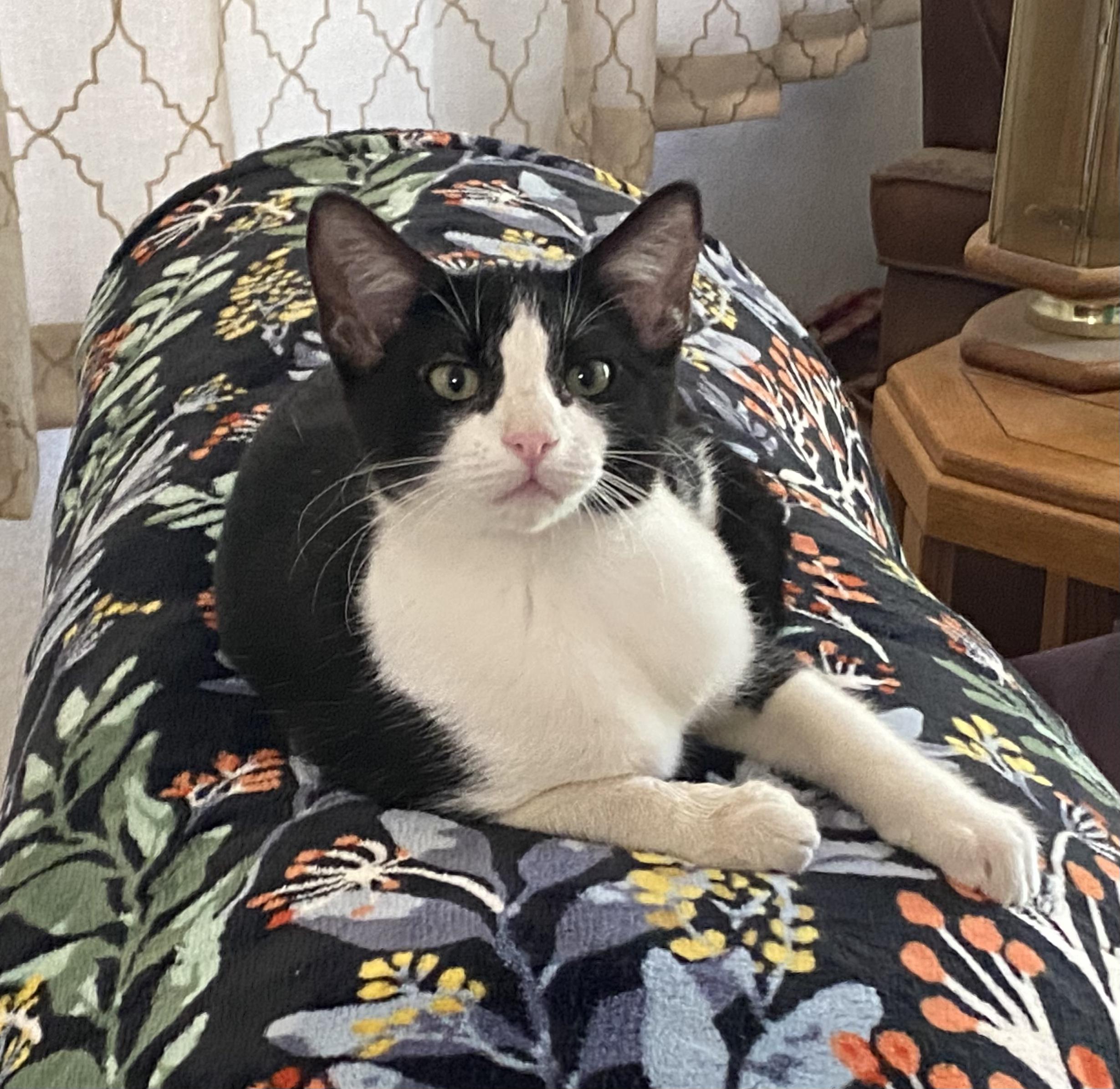 Enlarge Leya, a Adoptable Domestic Short Hair in Temecula, CA image 4/4