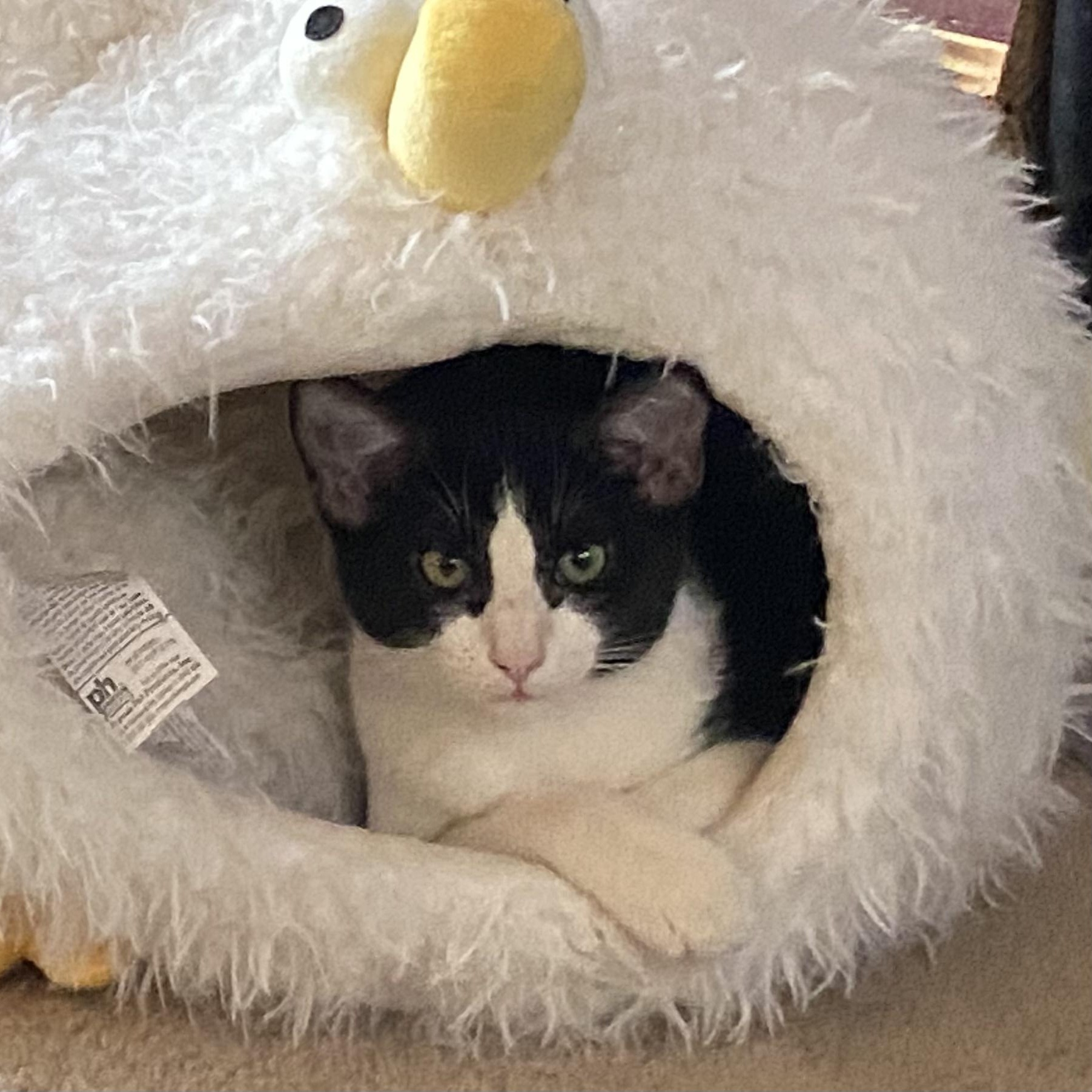 Leya, Adoptable, Young Female Domestic Short Hair.