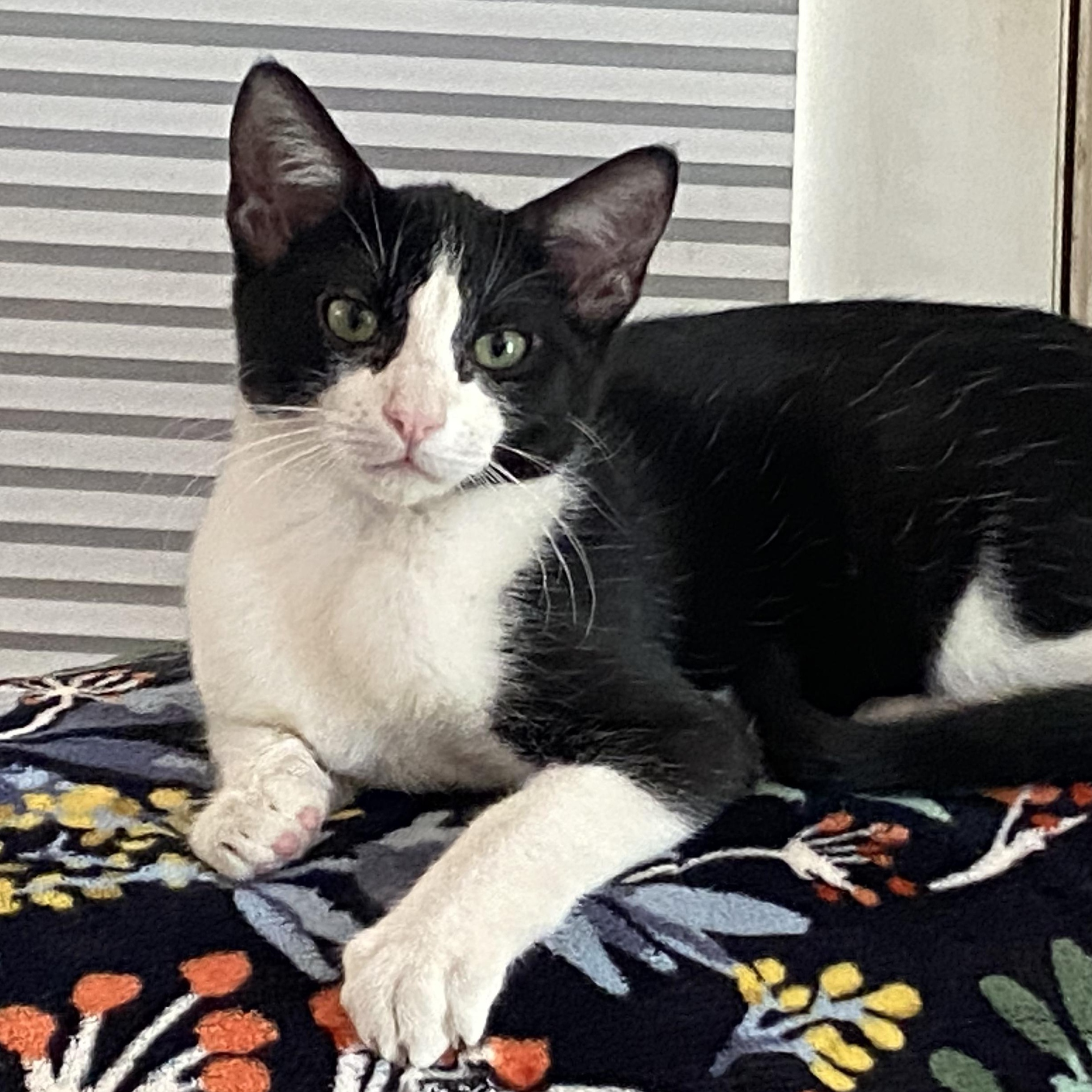 Enlarge Leya, a Adoptable Domestic Short Hair in Temecula, CA image 3/4