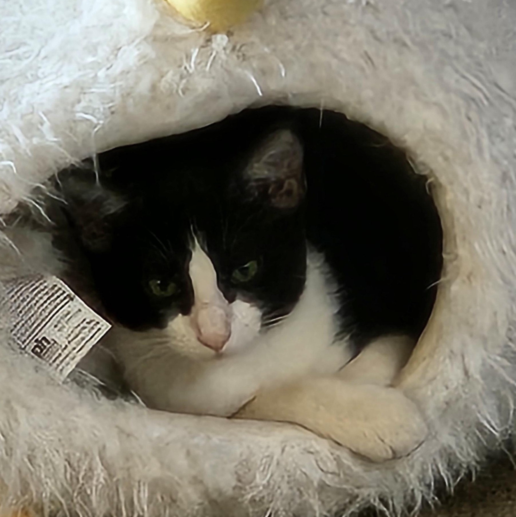 Enlarge Leya, a Adoptable Domestic Short Hair in Temecula, CA image 2/4