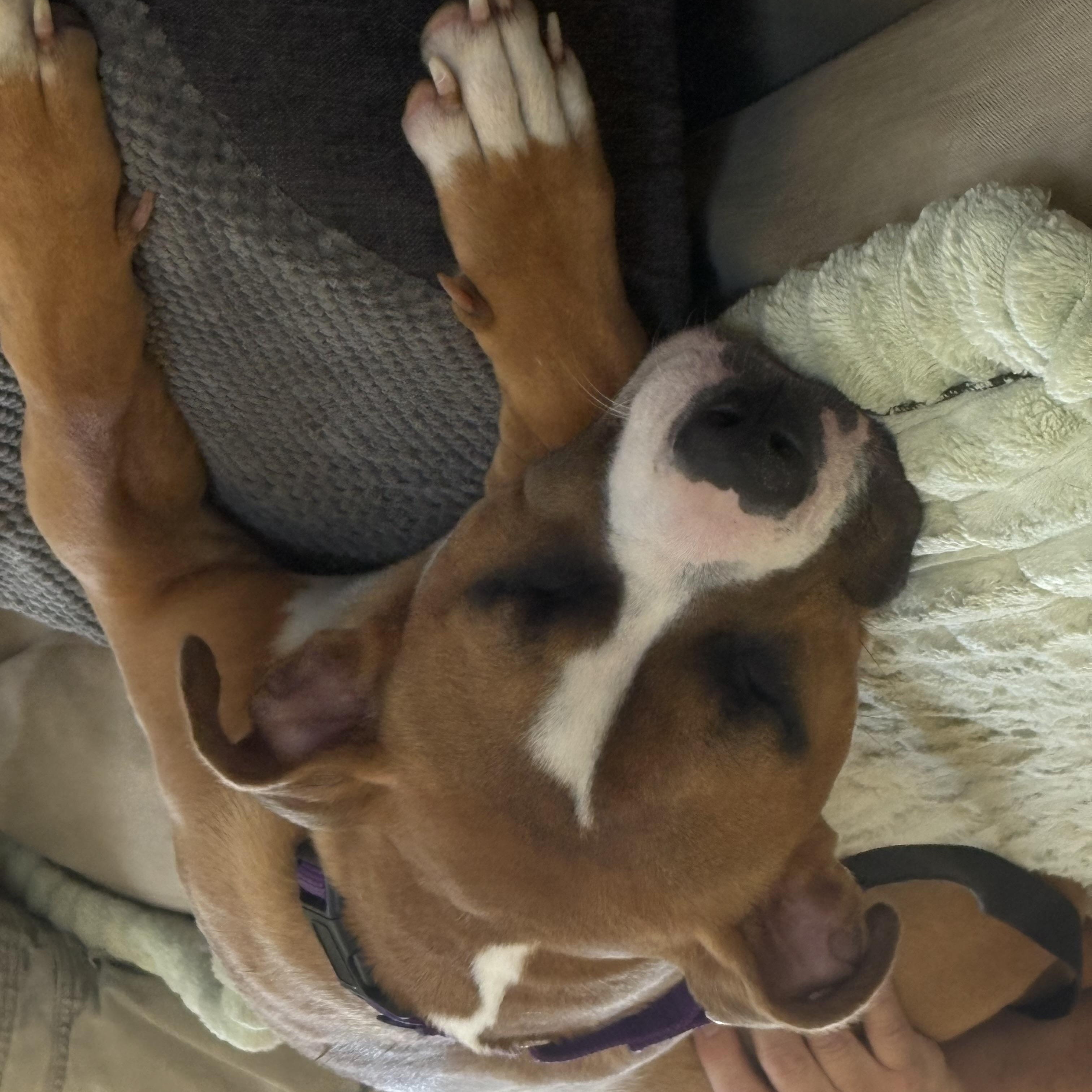 Nova Scarlet GDP, Adoptable, Adult Female Boxer.