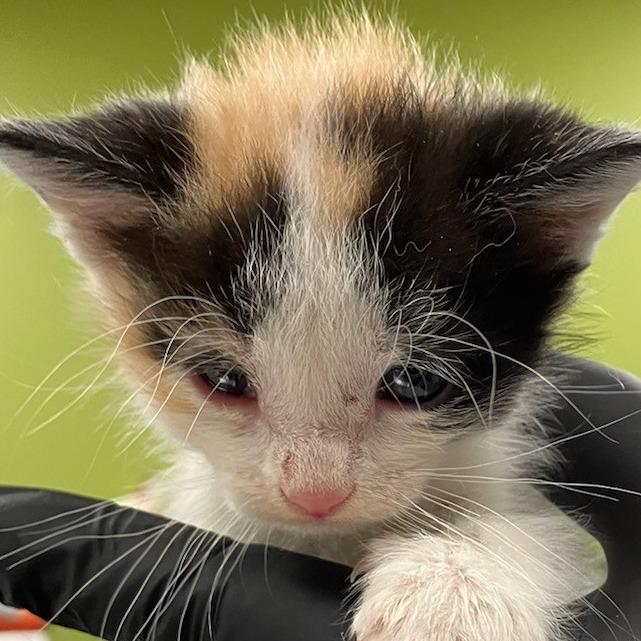 Thelma, Adoptable, Kitten Female Domestic Short Hair.