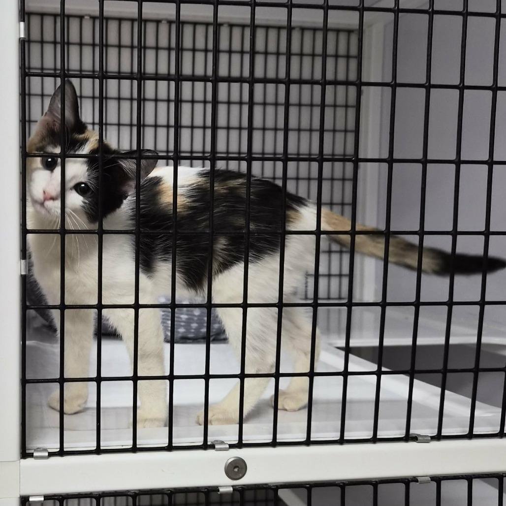 Thelma, a Adoptable Domestic Short Hair in Las Cruces, NM image 2/4