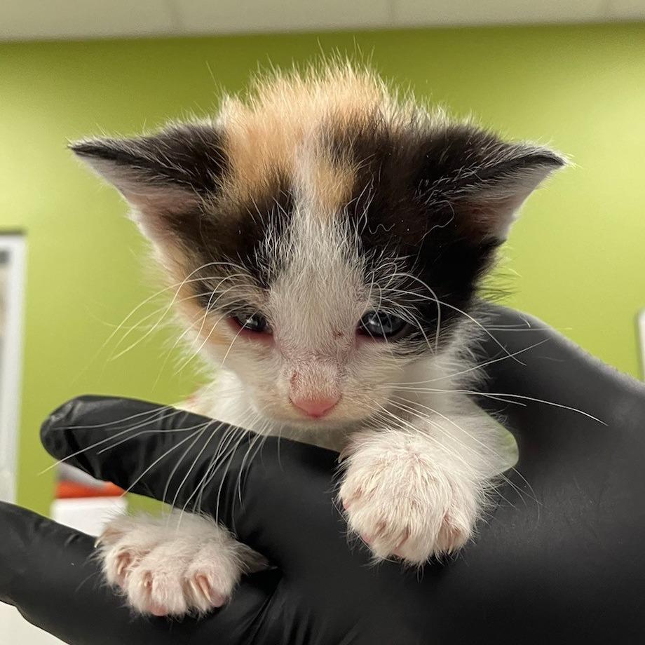 Thelma, a Adoptable Domestic Short Hair in Las Cruces, NM image 3/4
