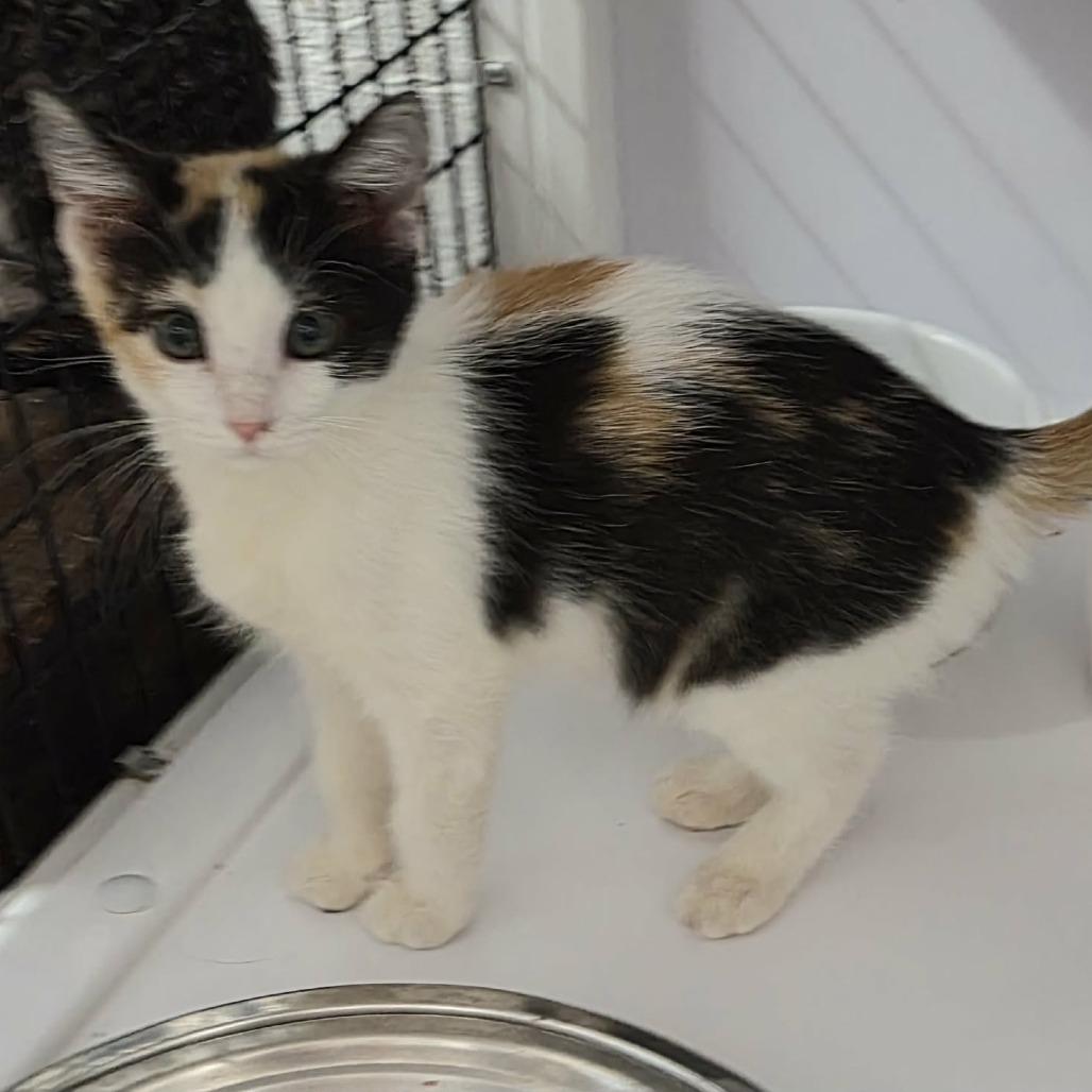 Thelma, a Adoptable Domestic Short Hair in Las Cruces, NM image 4/4