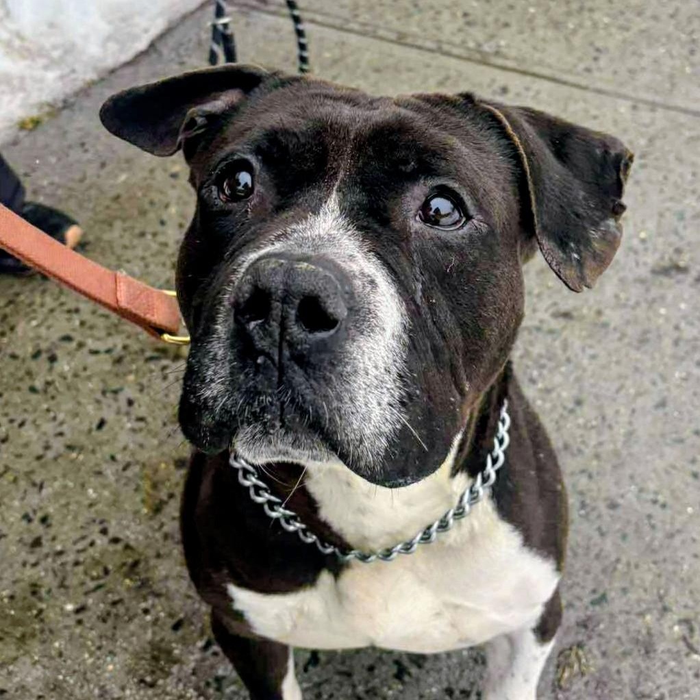 Wallen, a Adoptable Mixed Breed in Brookhaven, NY image 4/4