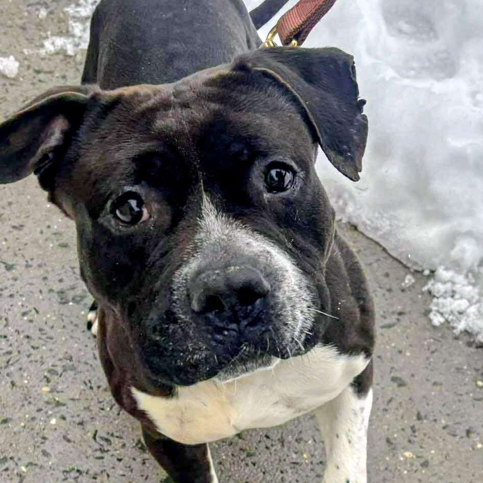 Wallen, a Adoptable Mixed Breed in Brookhaven, NY image 3/4
