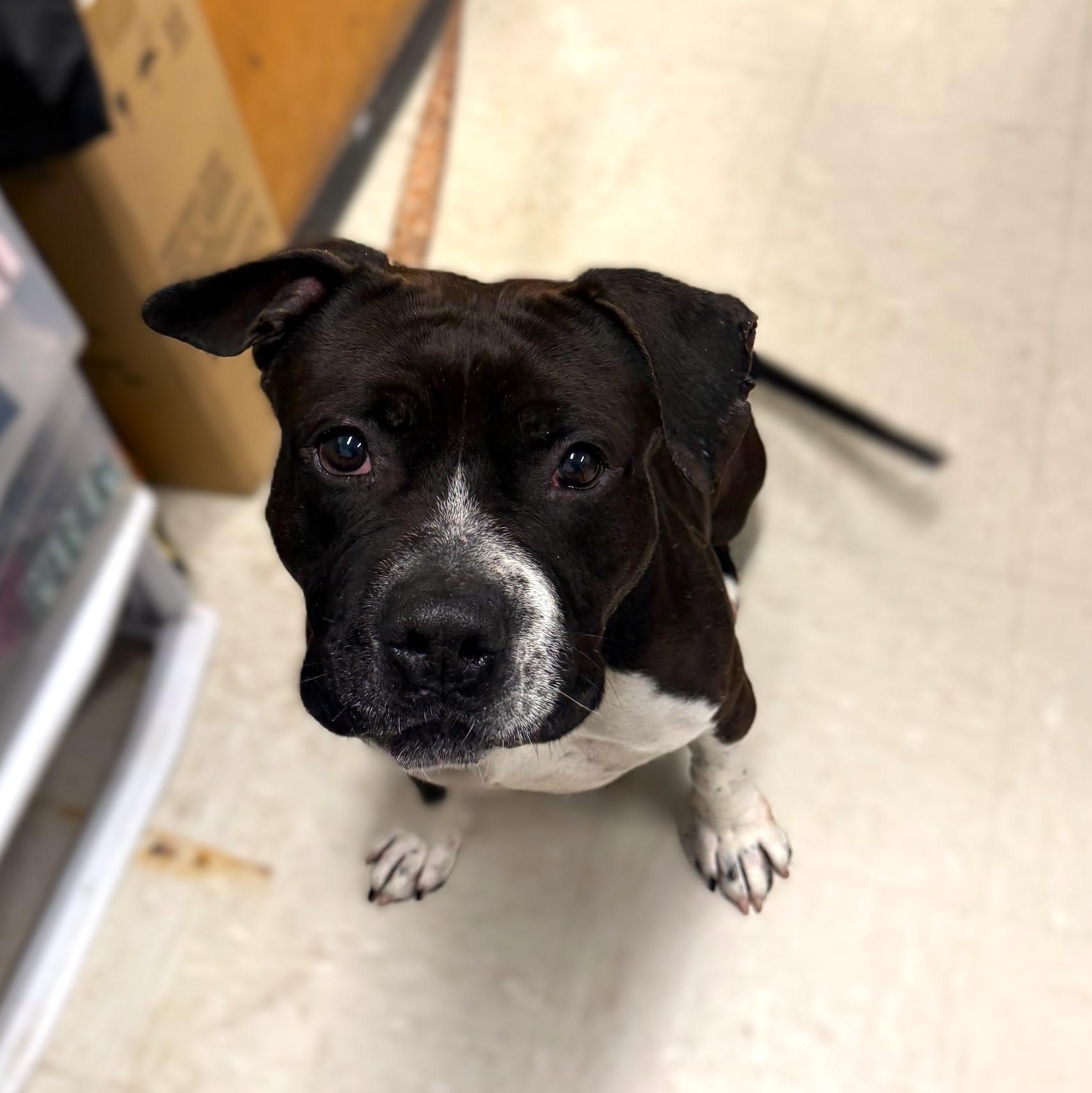Wallen, a Adoptable Mixed Breed in Brookhaven, NY image 1/4