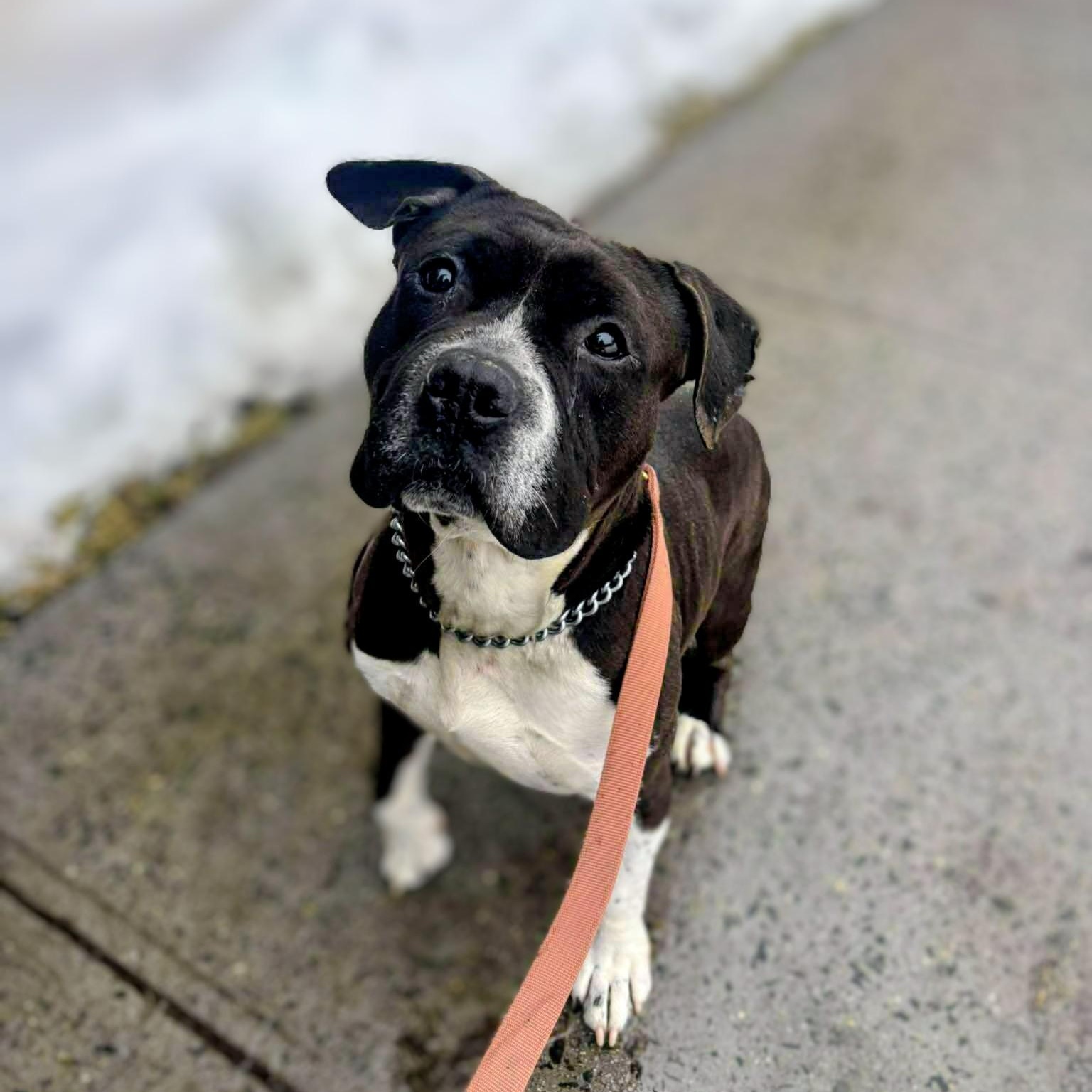 Wallen, a Adoptable Mixed Breed in Brookhaven, NY image 2/4