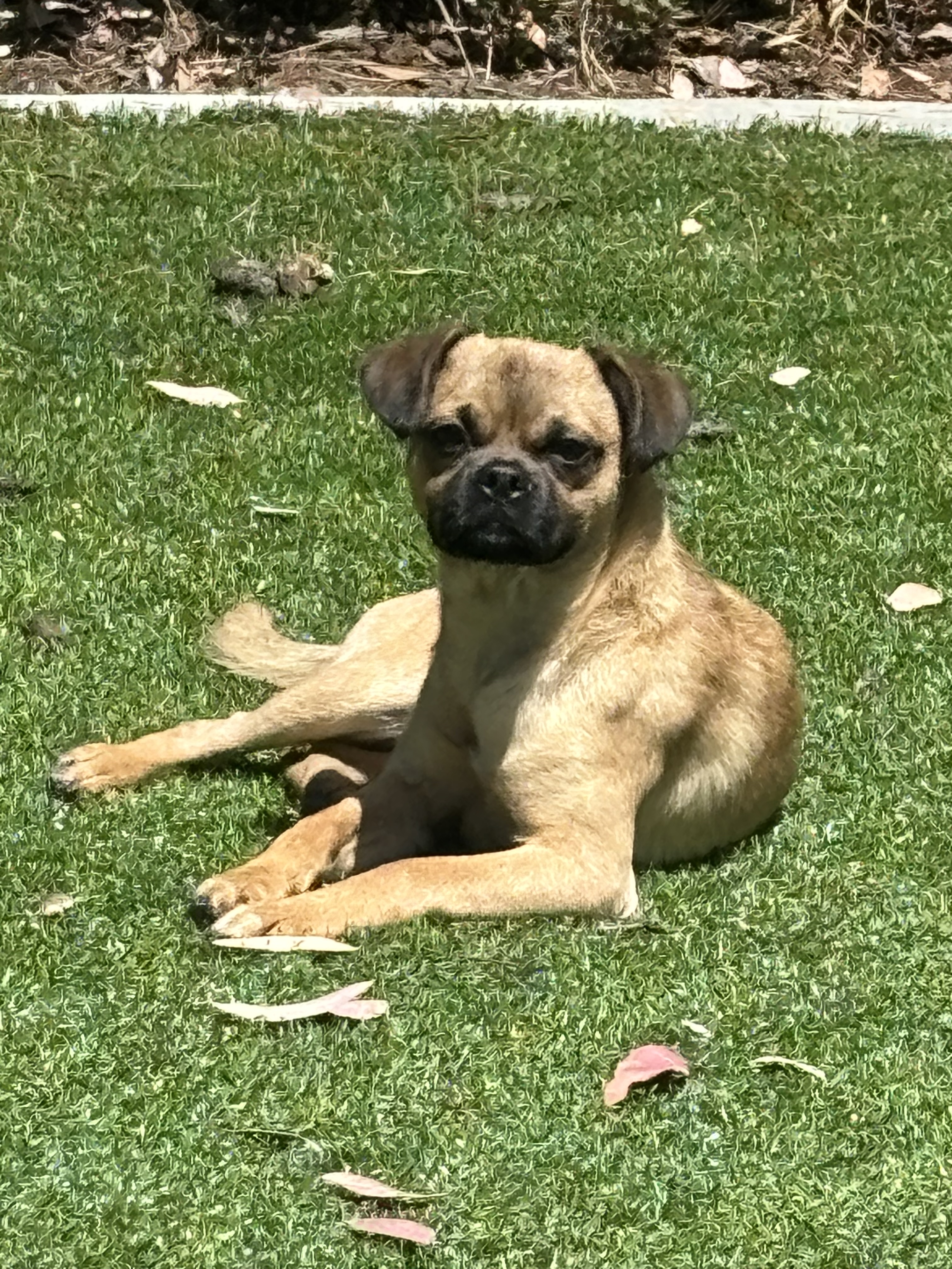 Enlarge Daisy, a Adopted mixed breed in Poway, CA image 1/4