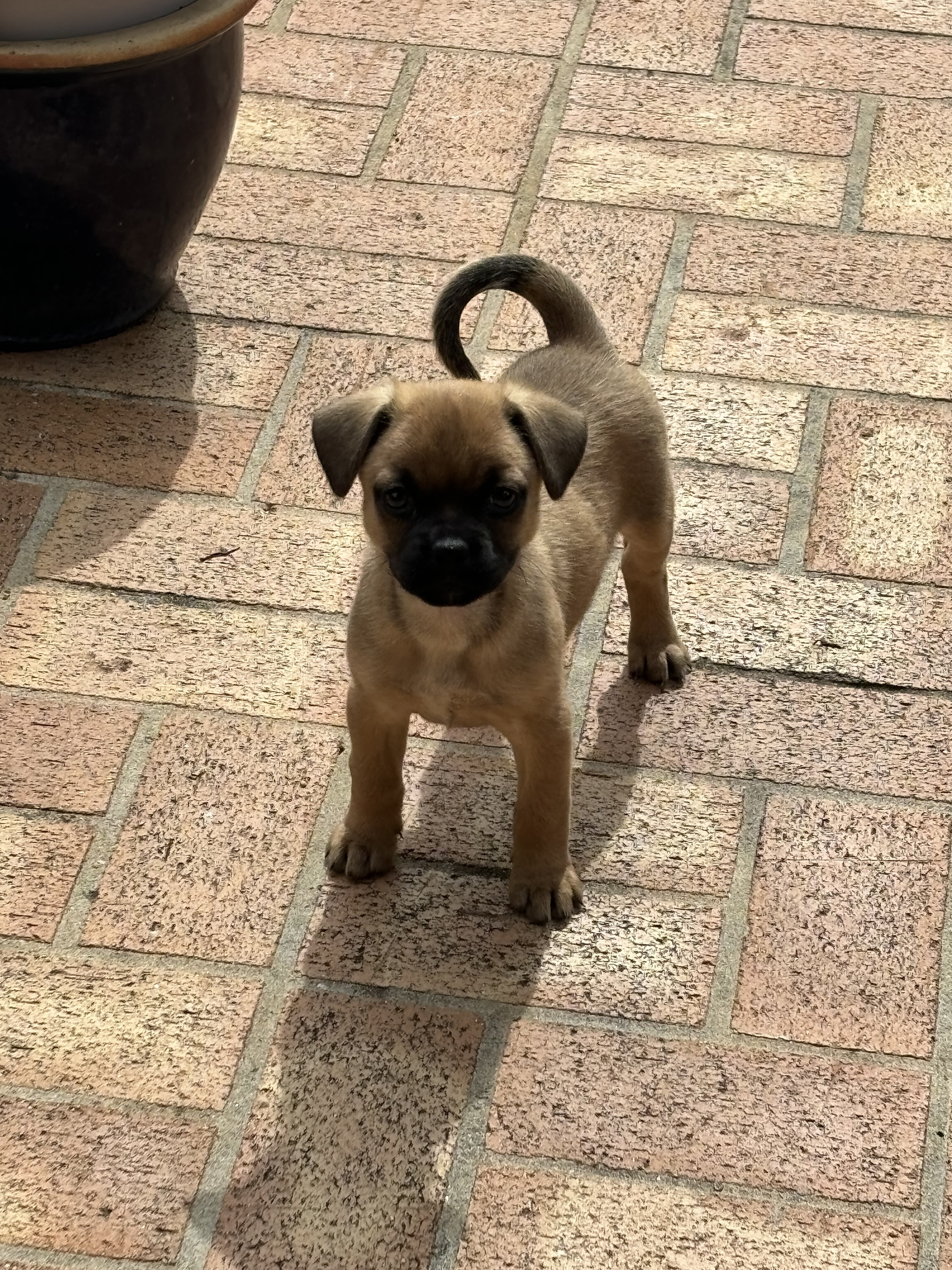 Enlarge Daisy, a Adopted mixed breed in Poway, CA image 3/4