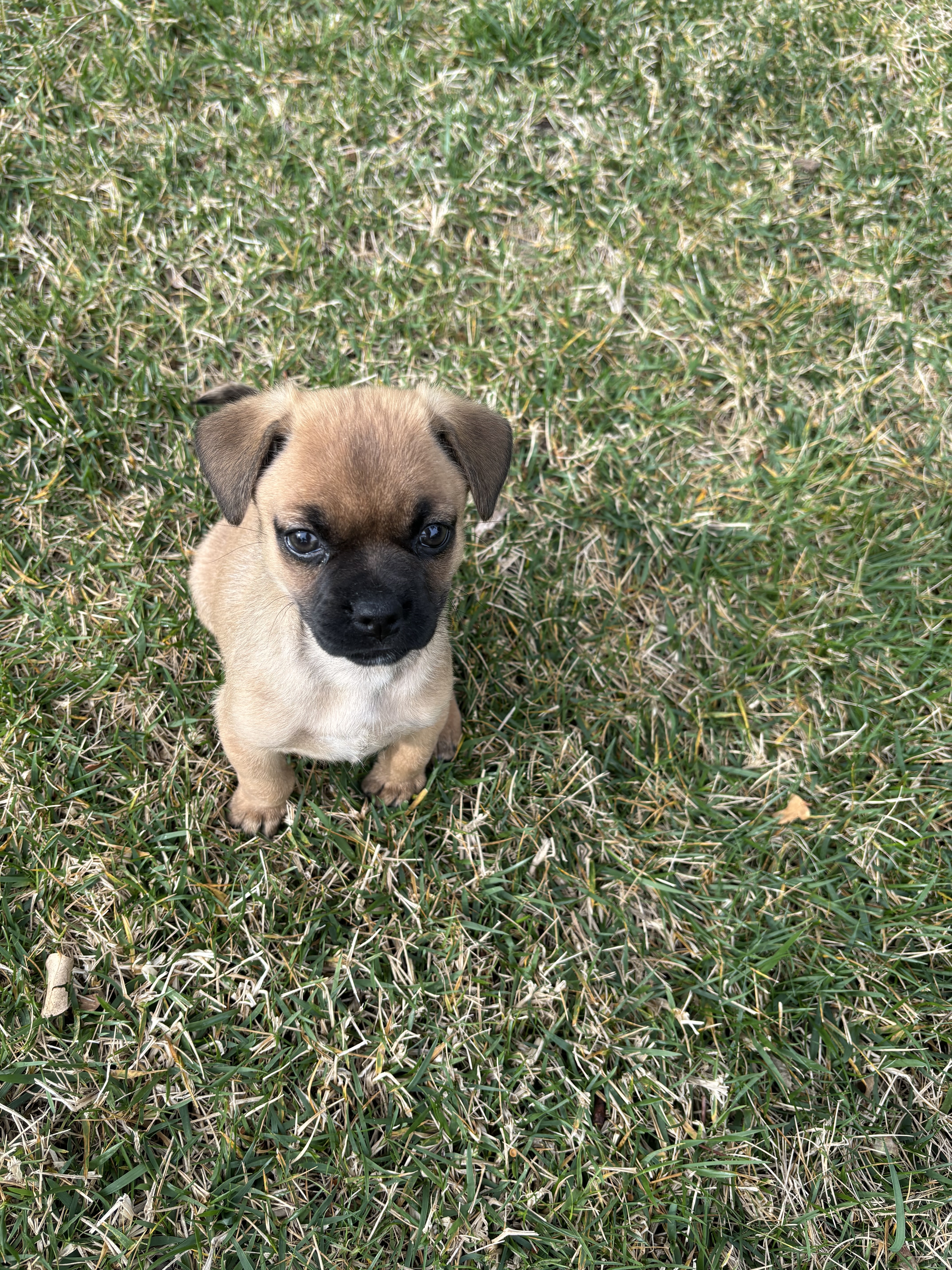 Enlarge Daisy, a Adopted mixed breed in Poway, CA image 4/4