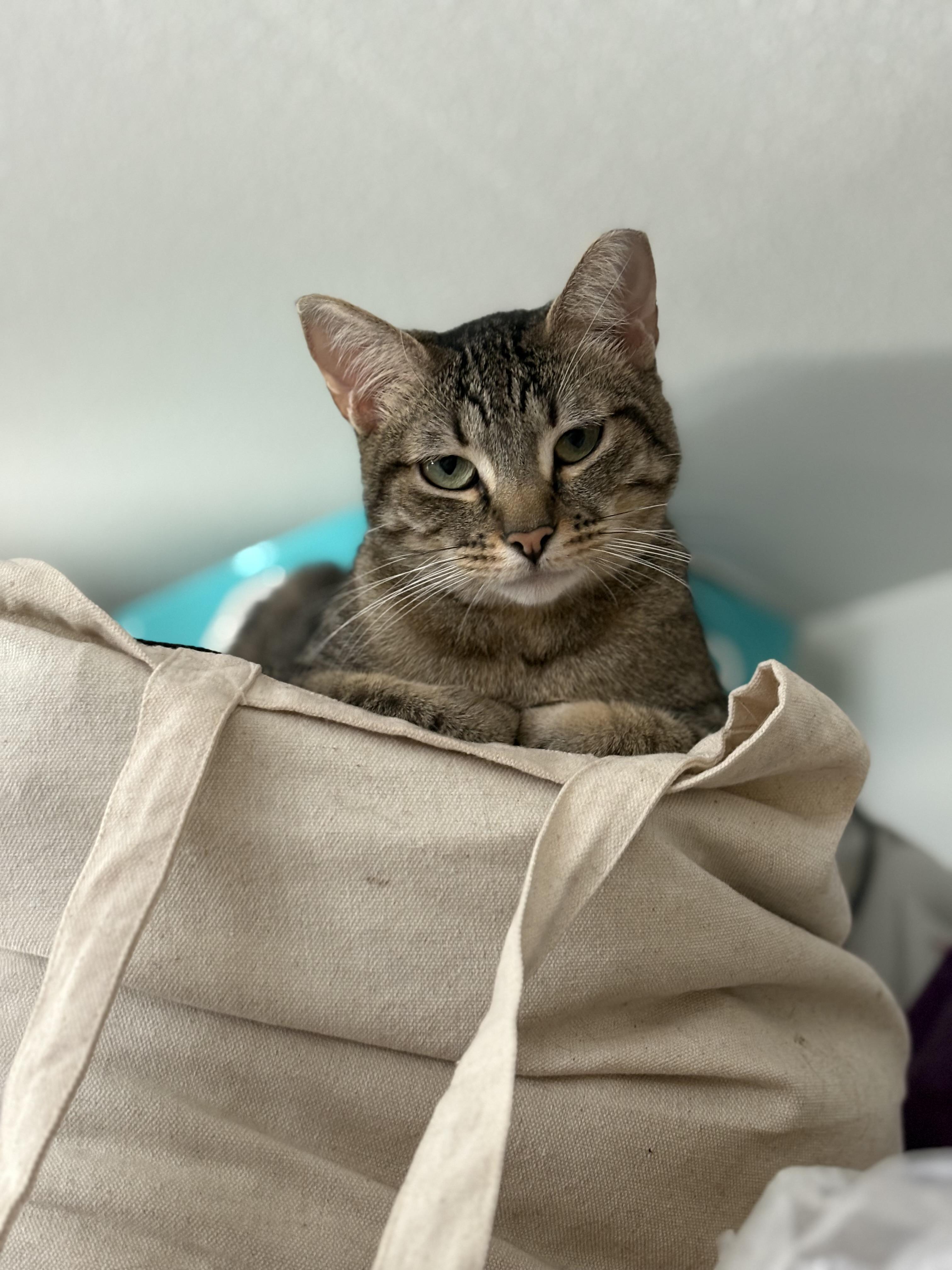 ESTHER, Adoptable, Young Female Domestic Short Hair.