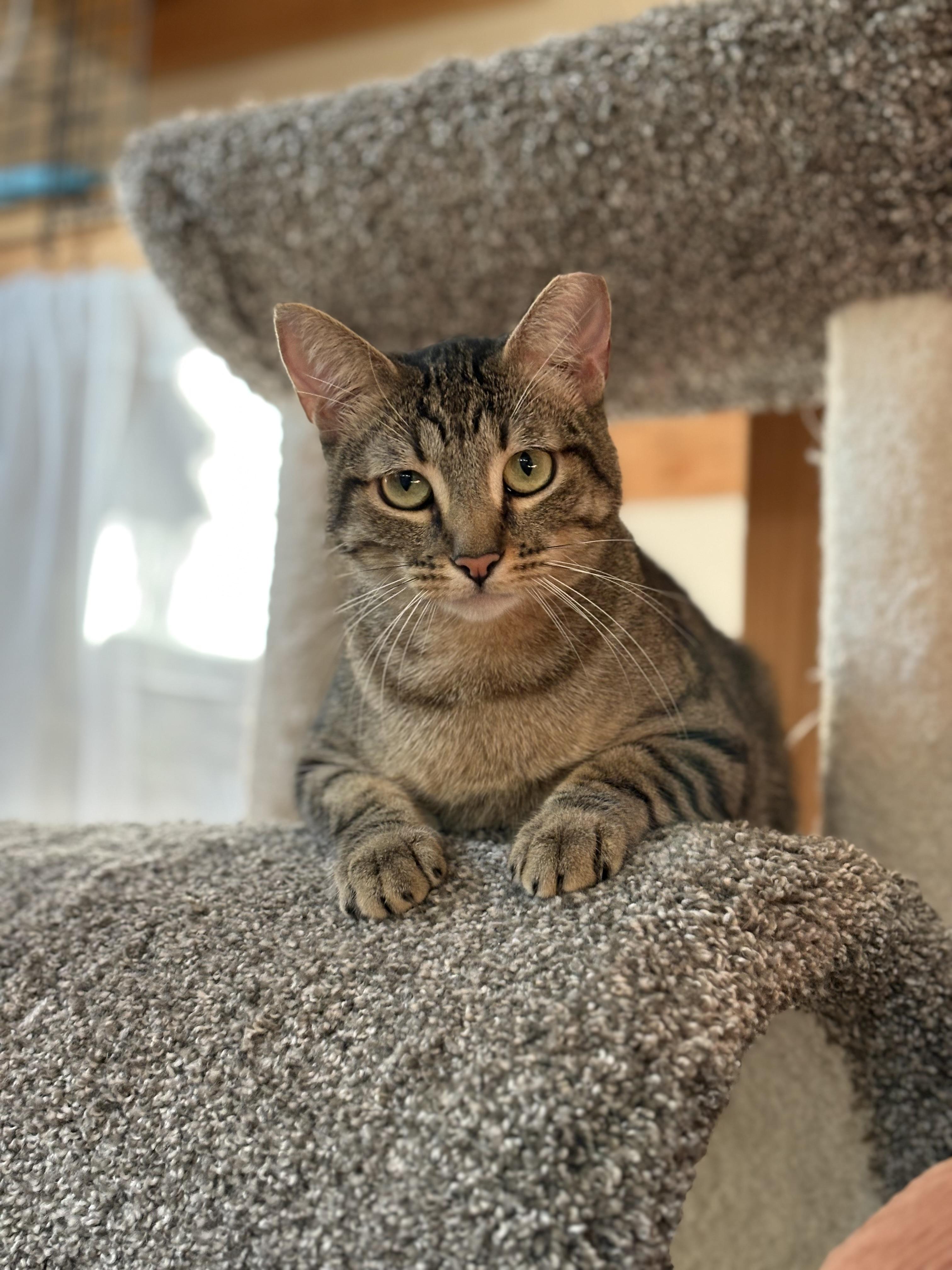 Enlarge ESTHER, an adopted Domestic Short Hair in GARDEN GROVE, CA image 2/5