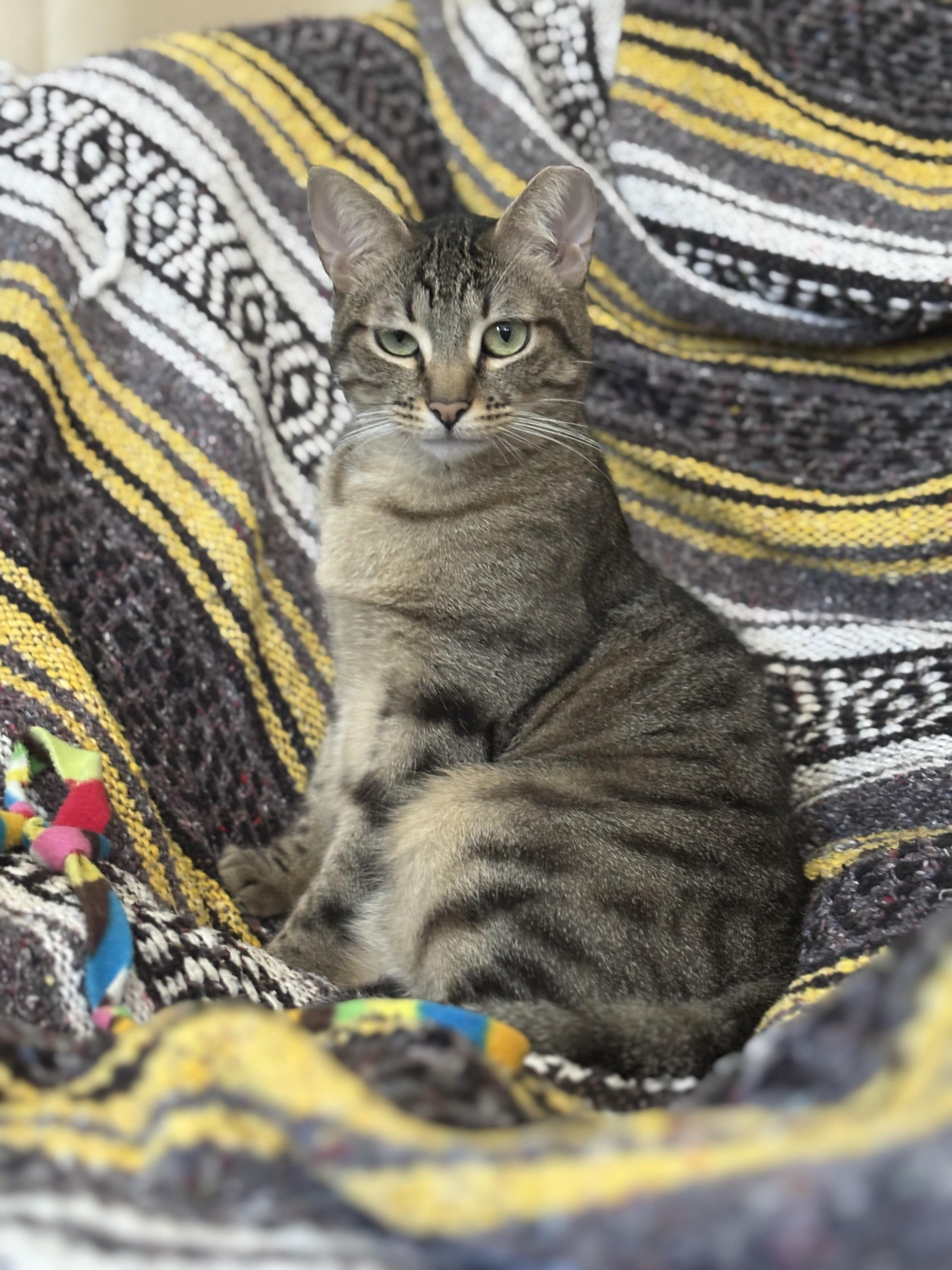 Enlarge ESTHER, an adopted Domestic Short Hair in GARDEN GROVE, CA image 3/5