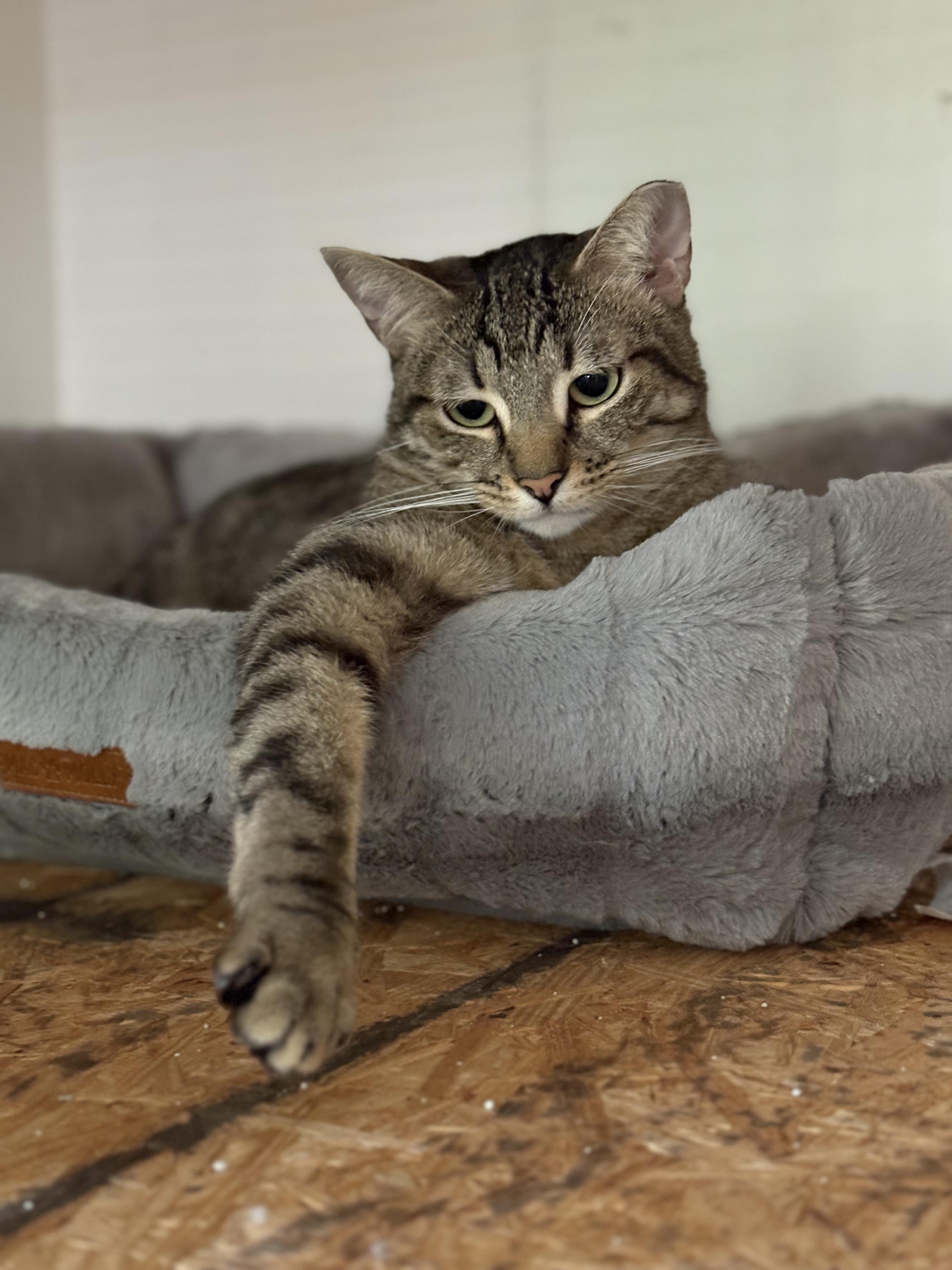 Enlarge ESTHER, an adopted Domestic Short Hair in GARDEN GROVE, CA image 4/5