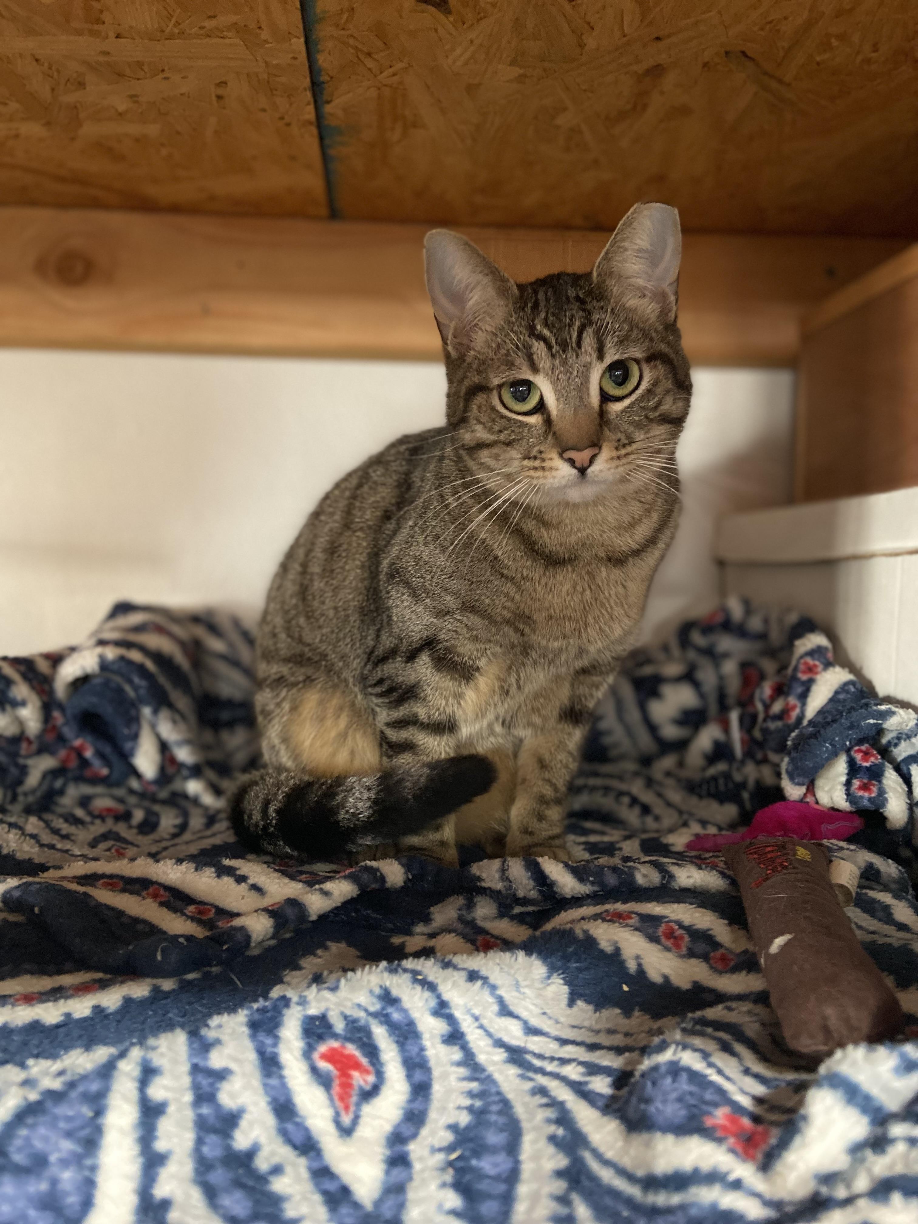 Enlarge ESTHER, an adopted Domestic Short Hair in GARDEN GROVE, CA image 5/5