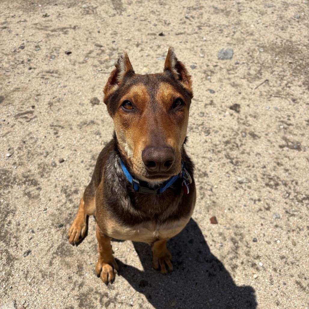 Enlarge BRUNO MARS-A2116961, a Adoptable Mixed Breed in Mission Hills, CA image 1/6