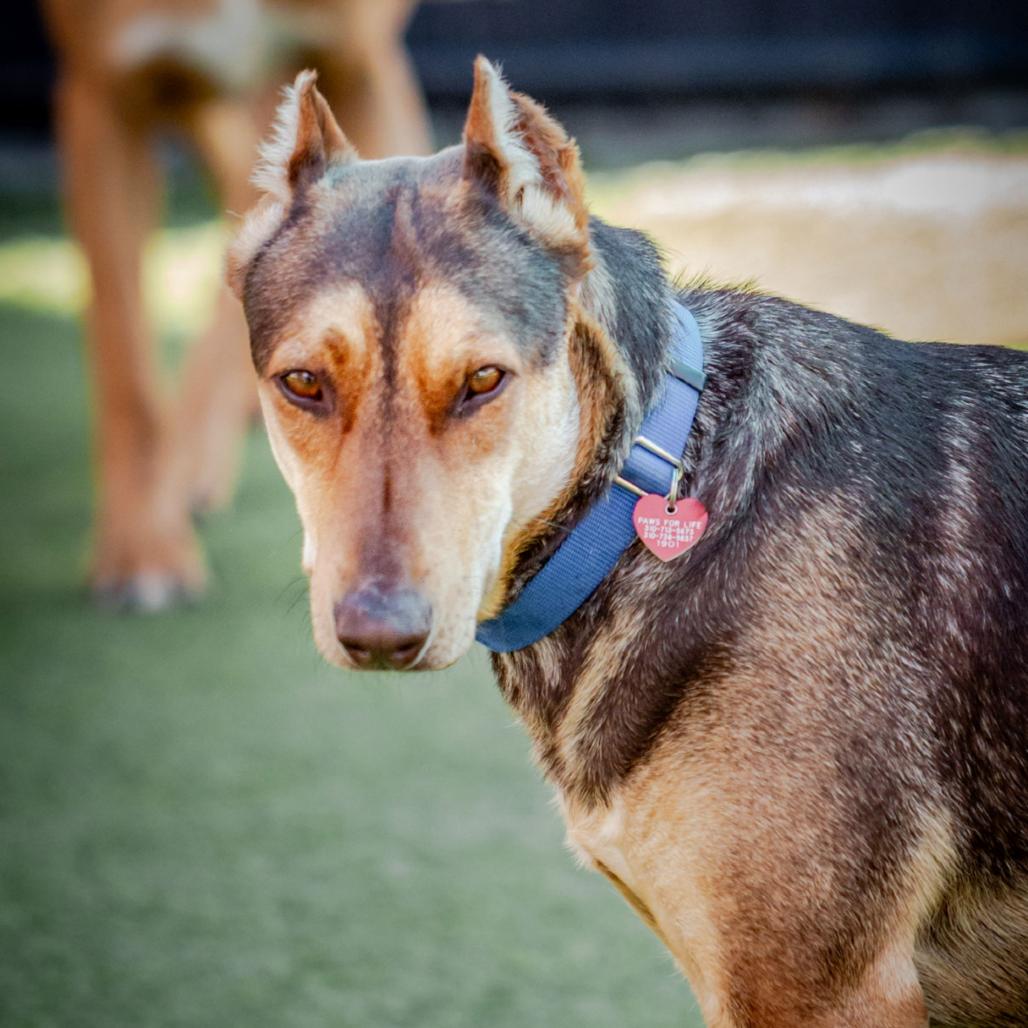 Enlarge BRUNO MARS-A2116961, a Adoptable Mixed Breed in Mission Hills, CA image 2/6