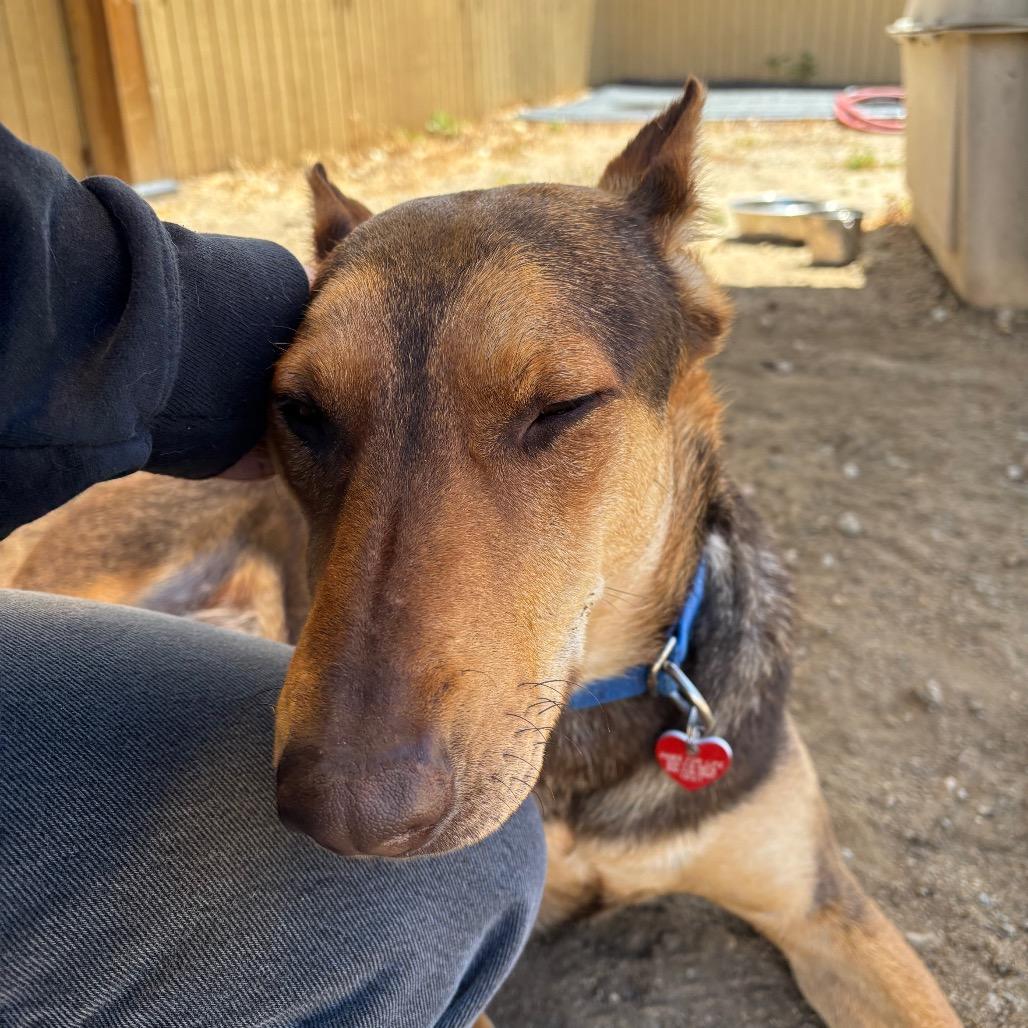 Enlarge BRUNO MARS-A2116961, a Adoptable Mixed Breed in Mission Hills, CA image 3/6