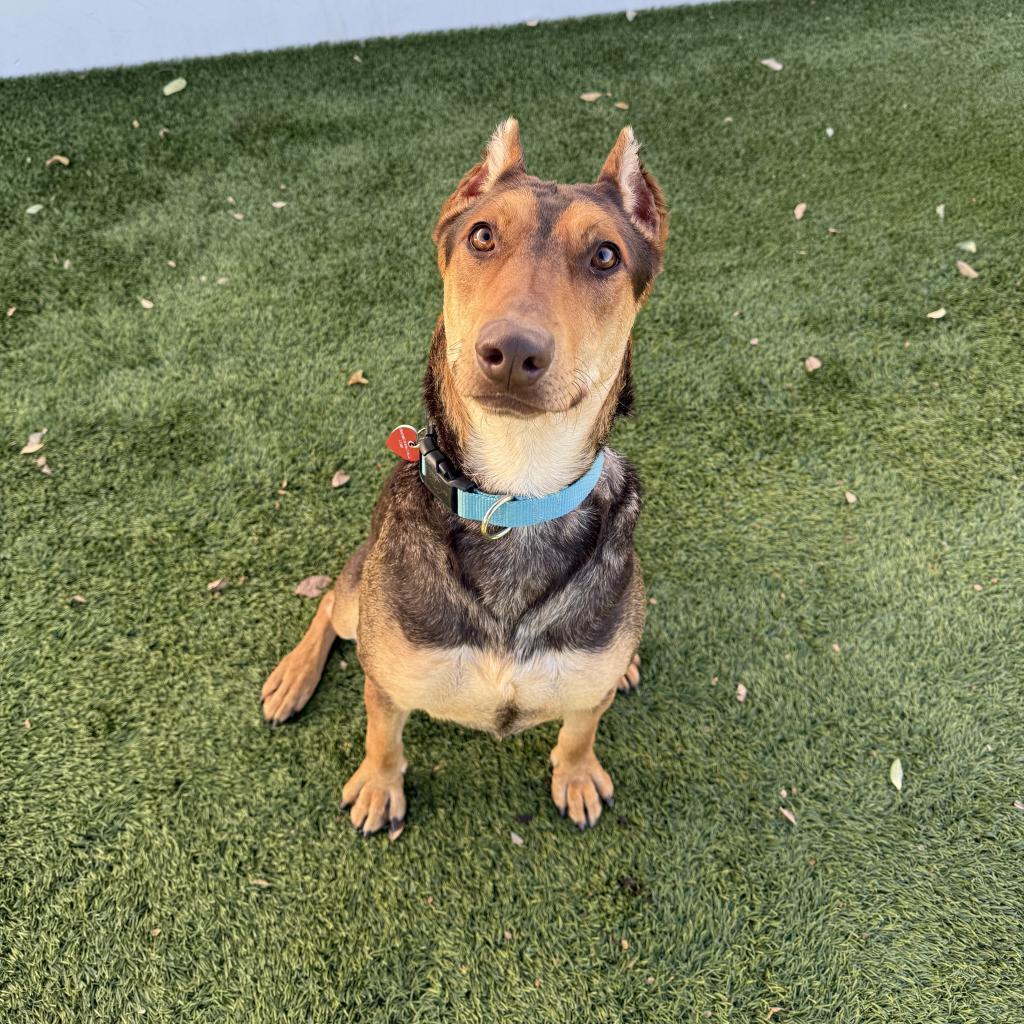 Enlarge BRUNO MARS-A2116961, a Adoptable Mixed Breed in Mission Hills, CA image 4/6