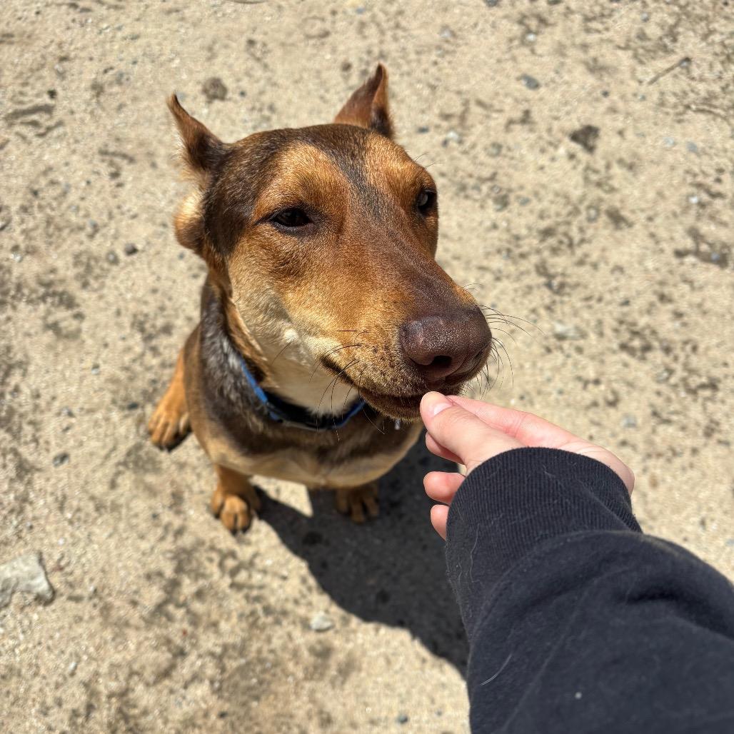 Enlarge BRUNO MARS-A2116961, a Adoptable Mixed Breed in Mission Hills, CA image 5/6