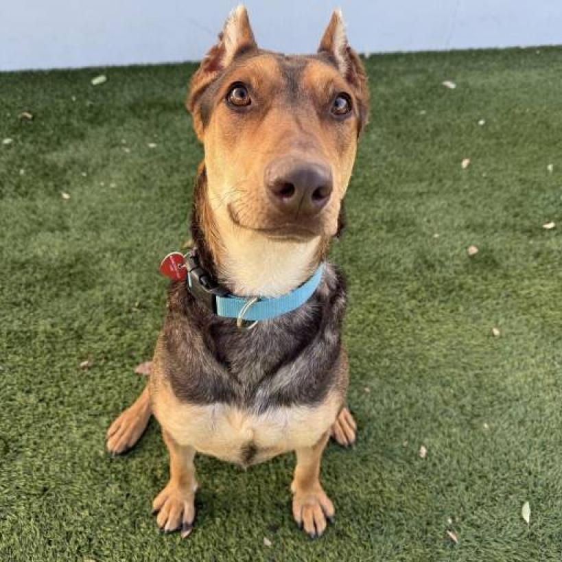 Enlarge BRUNO MARS-A2116961, a Adoptable Mixed Breed in Mission Hills, CA image 6/6