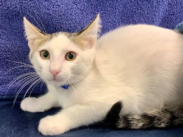Enlarge JUMPER, a Adoptable Domestic Short Hair in Moreno Valley, CA image 1/1