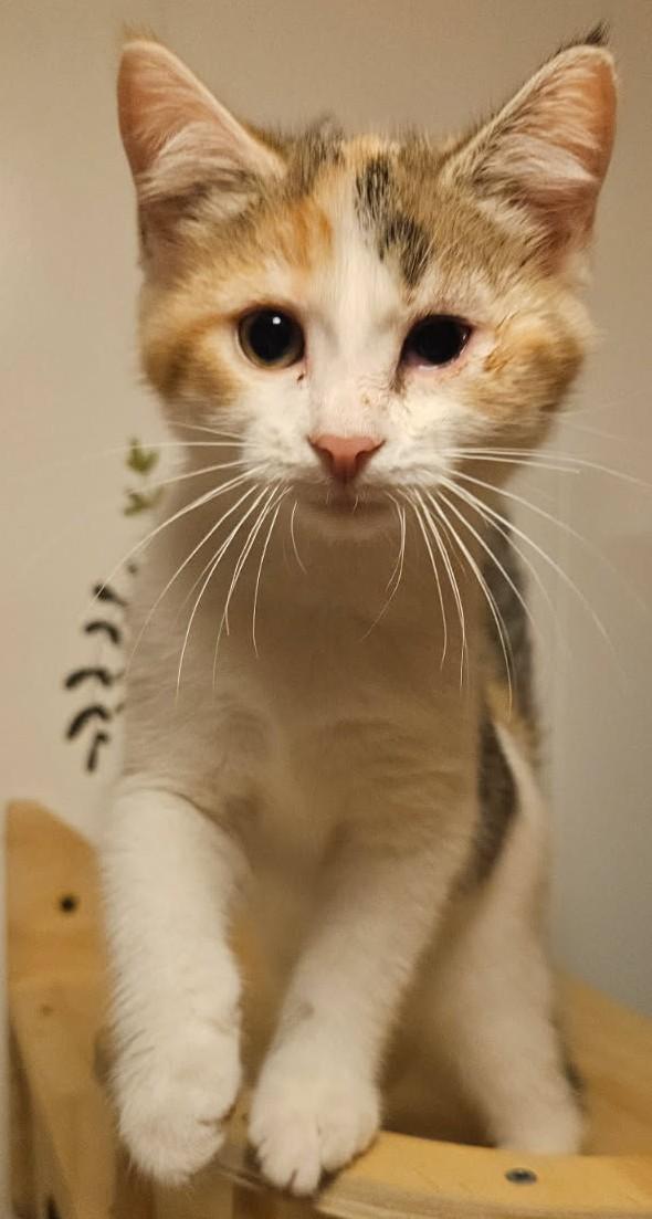 Trixie 2