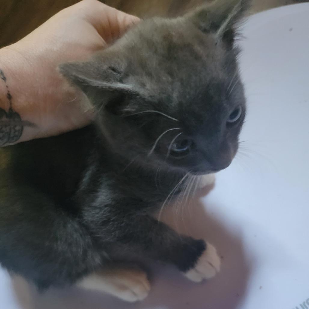 Enlarge Lotus, a Adoptable Domestic Short Hair in Veneta, OR image 1/2