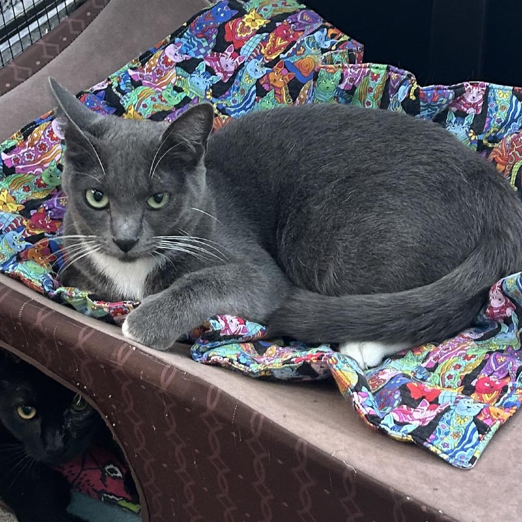 Enlarge Lotus, a Adoptable Domestic Short Hair in Veneta, OR image 2/3