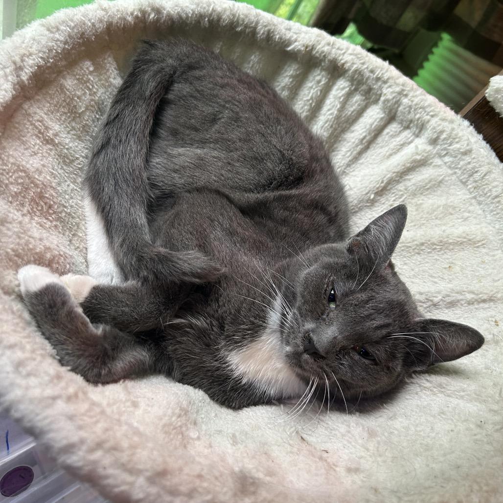 Enlarge Lotus, a Adoptable Domestic Short Hair in Veneta, OR image 2/2