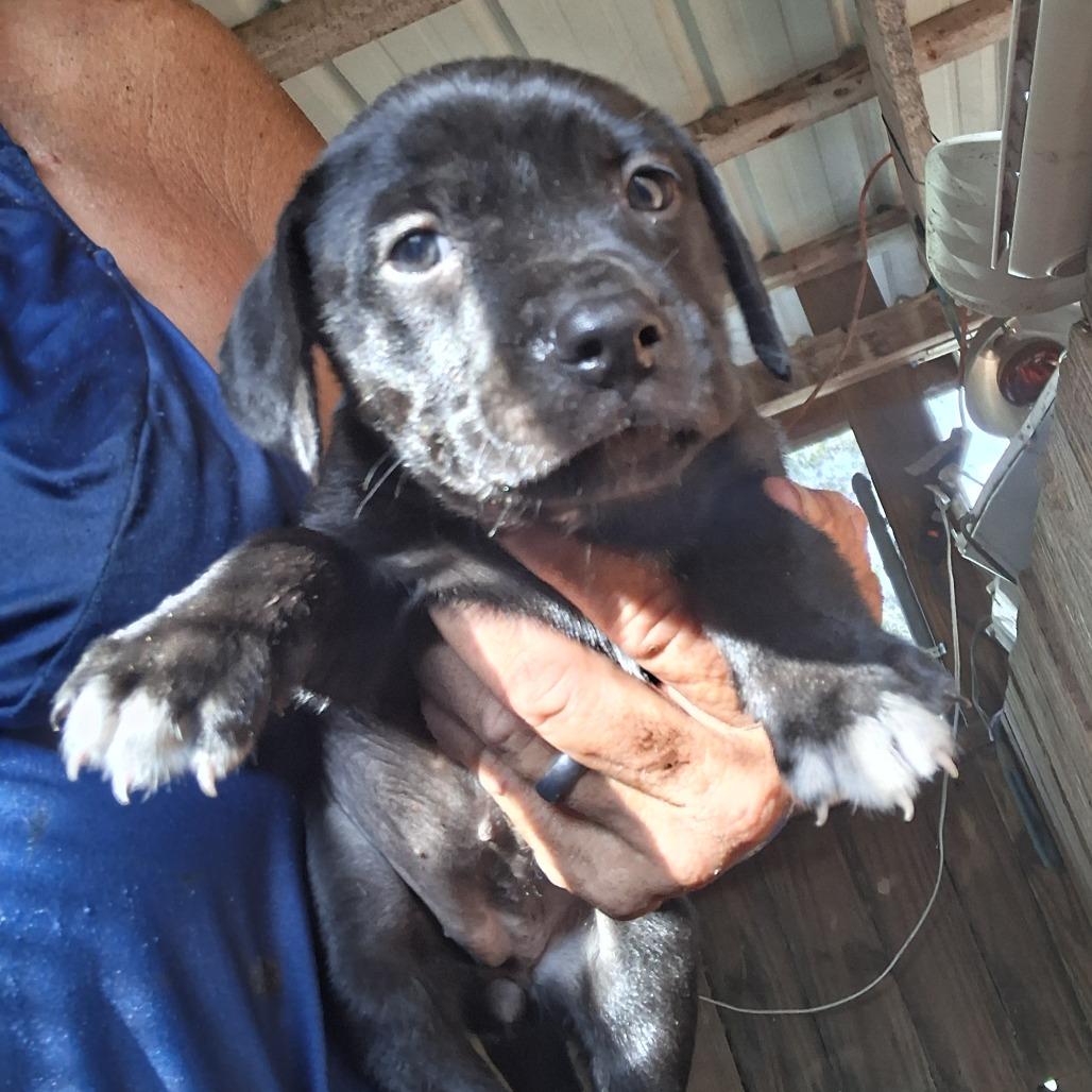 Gizelle, Adoptable, Puppy Female Catahoula Leopard Dog & Mixed Breed.