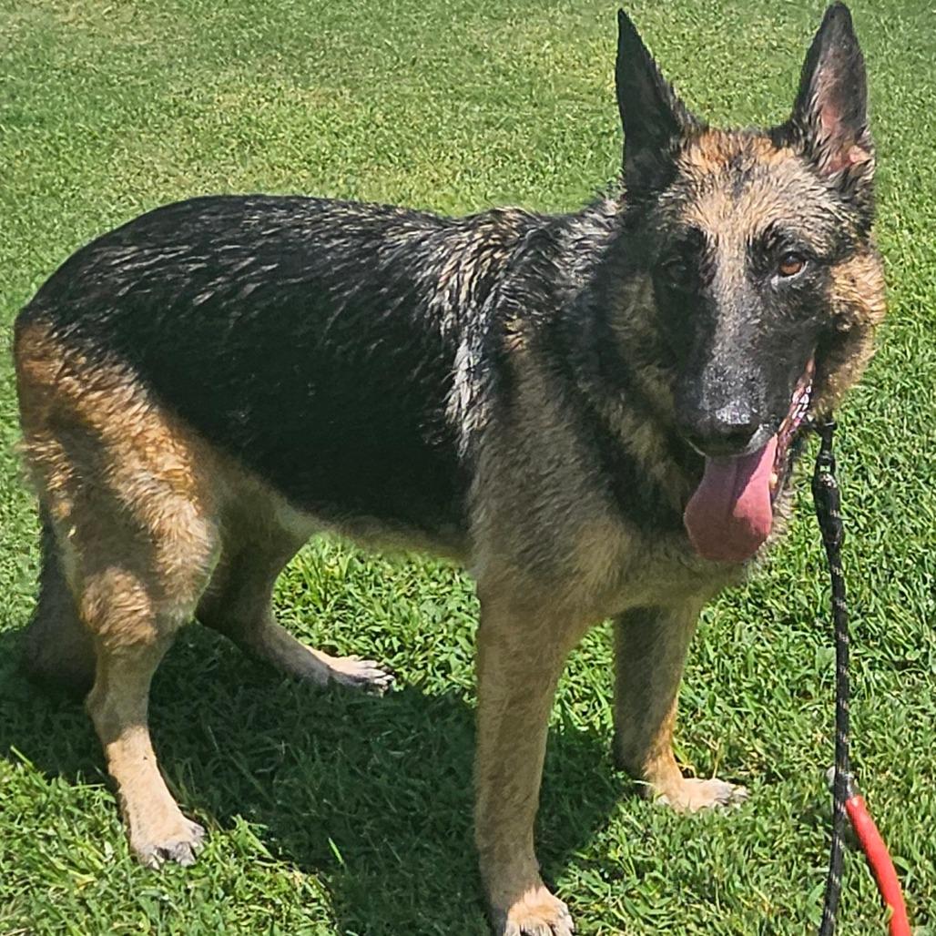 Enlarge Jude (PKA Blu), a Adoptable German Shepherd Dog in Tulsa, OK image 1/5