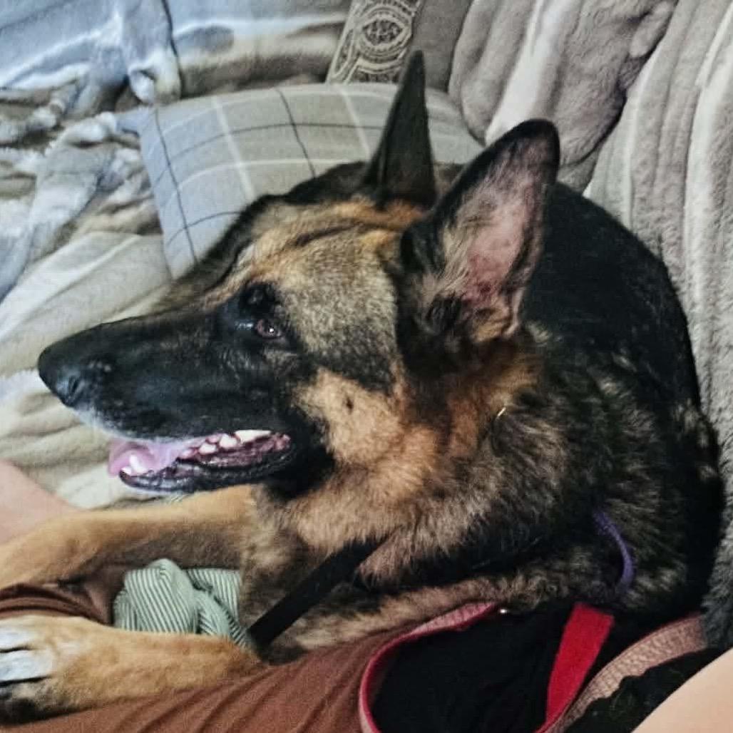 Enlarge Jude (PKA Blu), a Adoptable German Shepherd Dog in Tulsa, OK image 2/5