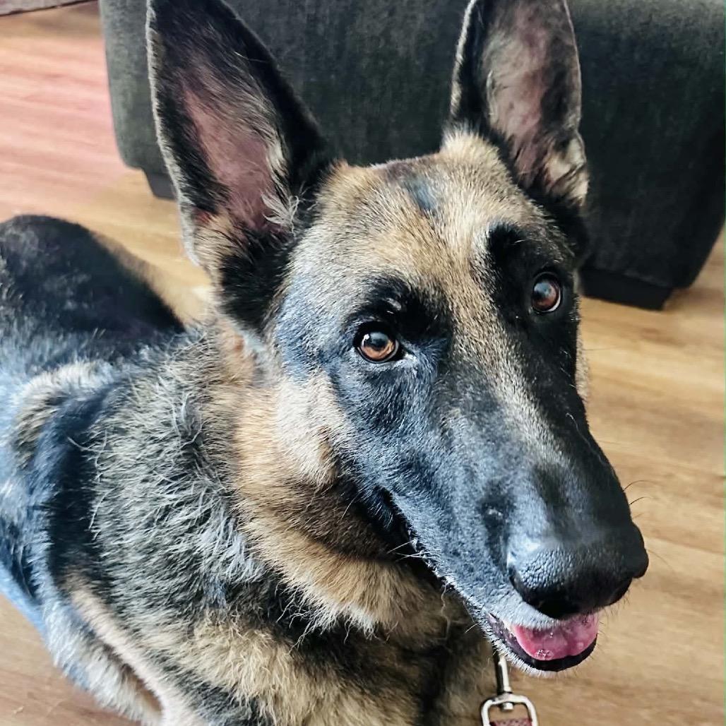 Enlarge Jude (PKA Blu), a Adoptable German Shepherd Dog in Tulsa, OK image 3/5
