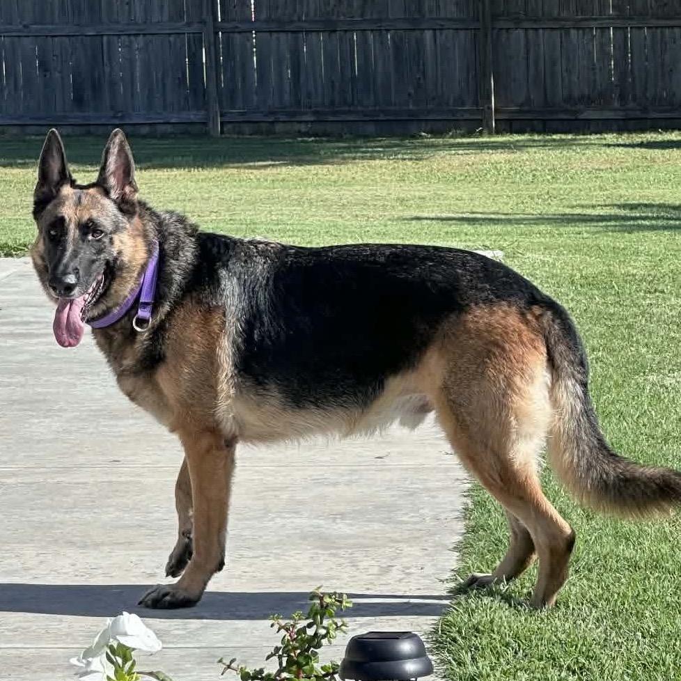 Enlarge Jude (PKA Blu), a Adoptable German Shepherd Dog in Tulsa, OK image 4/5