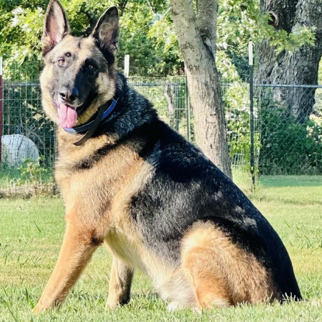 Enlarge Jude (PKA Blu), a Adoptable German Shepherd Dog in Tulsa, OK image 5/5
