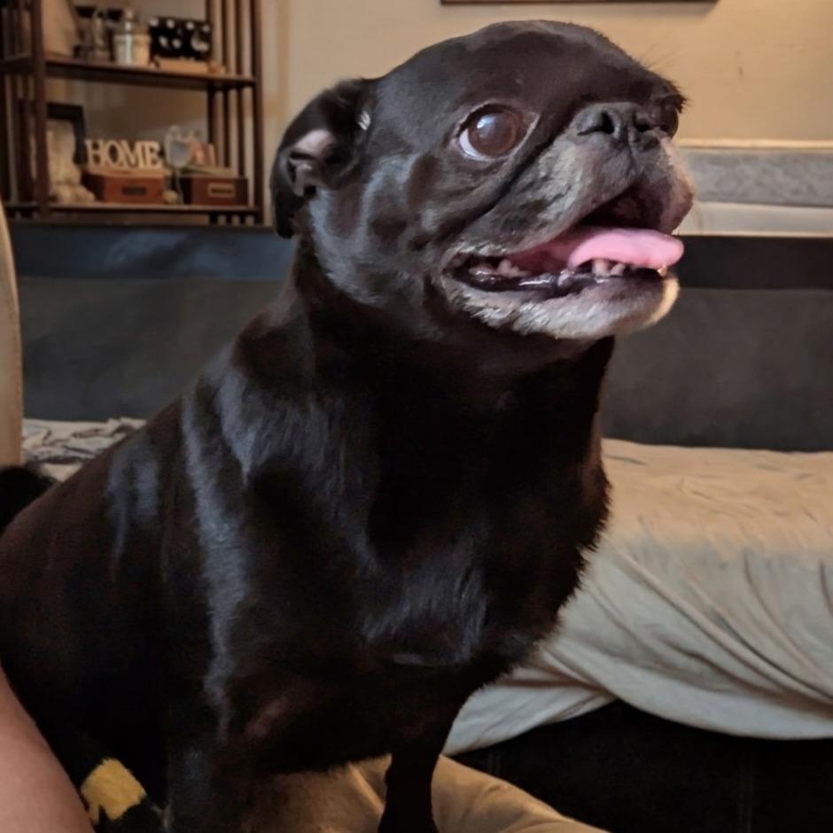 Morgan — thumbnail 3