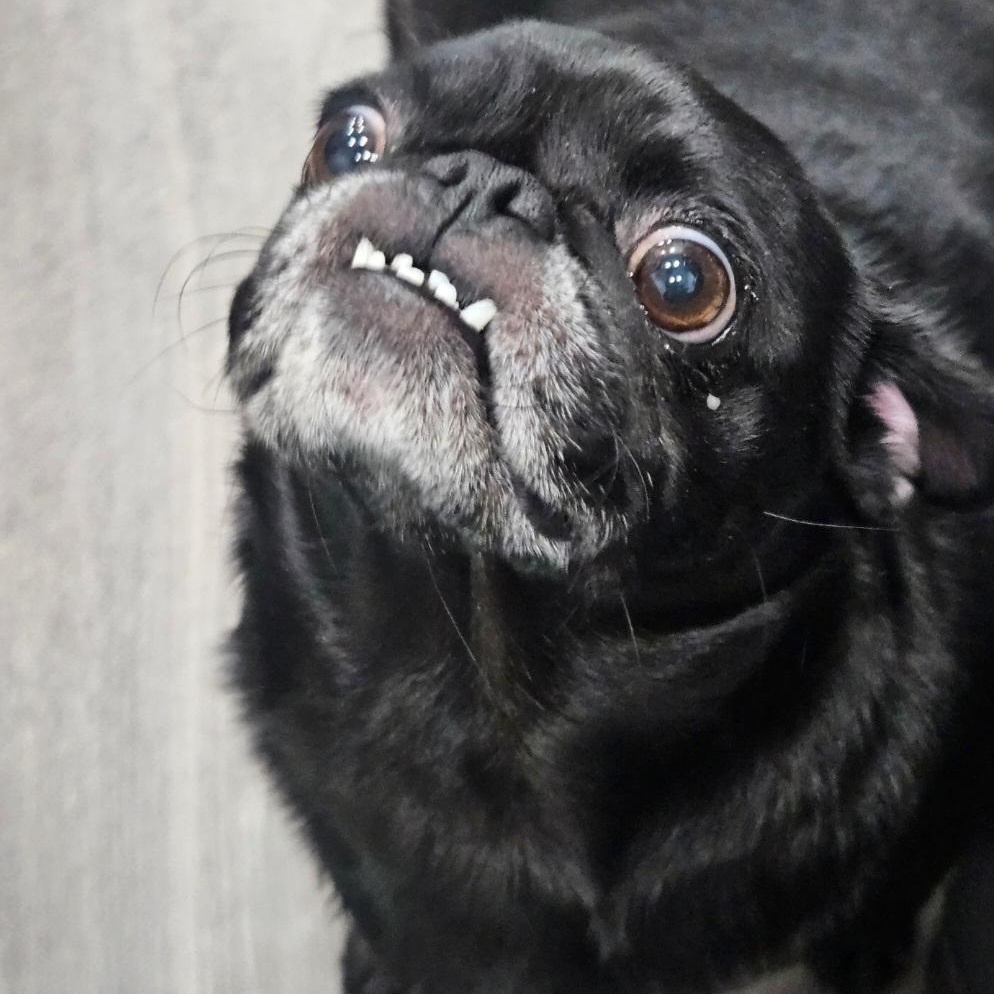 Morgan — thumbnail 4