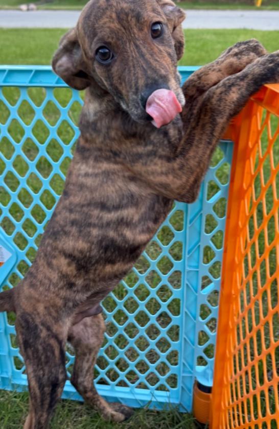Enlarge Jay, a ADOPTABLE Mixed Breed in Homewood, IL image 1/1
