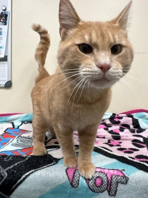 Julius, Adoptable, Young Male Domestic Short Hair.