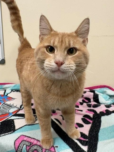 Enlarge Julius, a Adoptable mixed breed in Ladysmith, WI image 2/4
