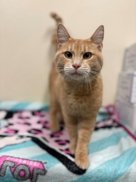 Enlarge Julius, a Adoptable mixed breed in Ladysmith, WI image 4/4