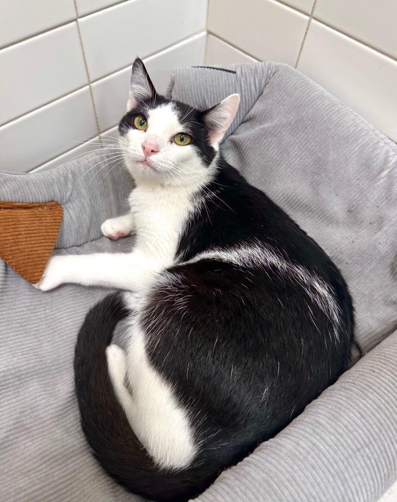 Tambi, Adoptable, Young Female Domestic Short Hair.