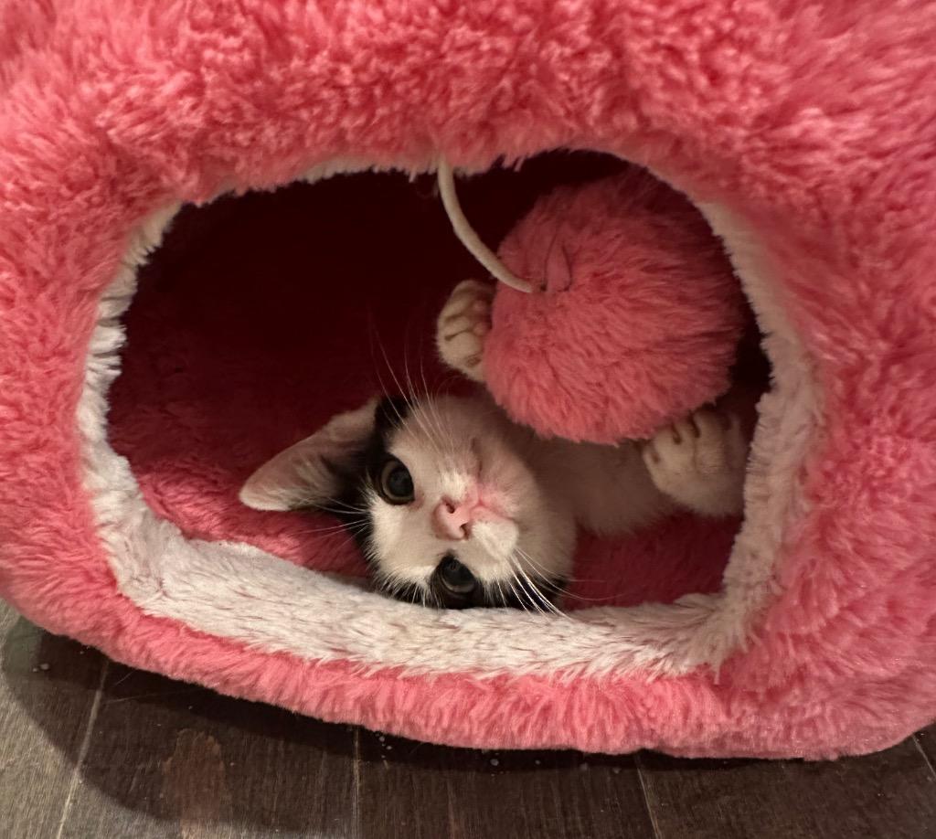Tambi