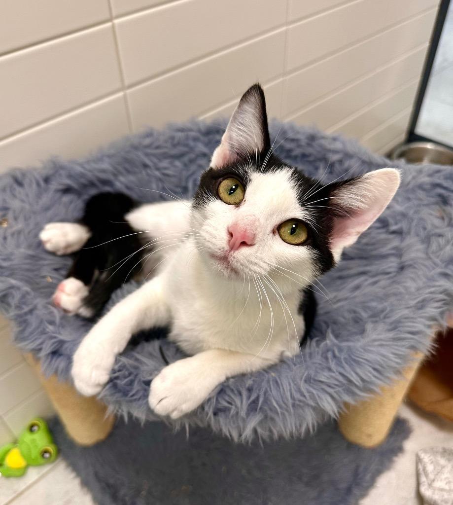 Tambi, a Adoptable mixed breed in New Orleans, LA image 2/6