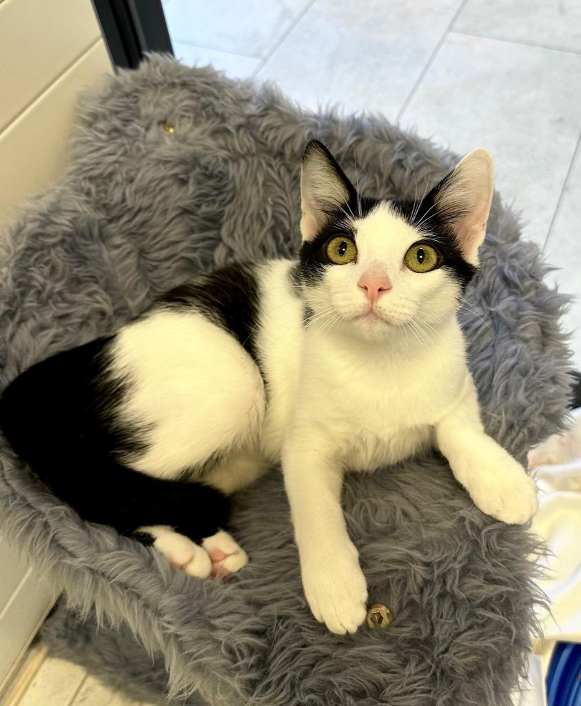 Tambi, a Adoptable mixed breed in New Orleans, LA image 3/6