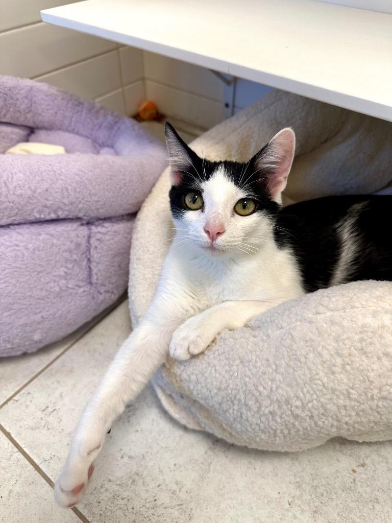 Tambi, a Adoptable mixed breed in New Orleans, LA image 4/6